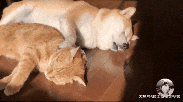 柴犬找了只橘猫当“媳妇”，却因太恩爱，结果主人有意见了