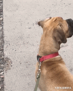 感人！被弃的狗狗狂奔200公里，脚爪都跑断了，只为回到自己的家