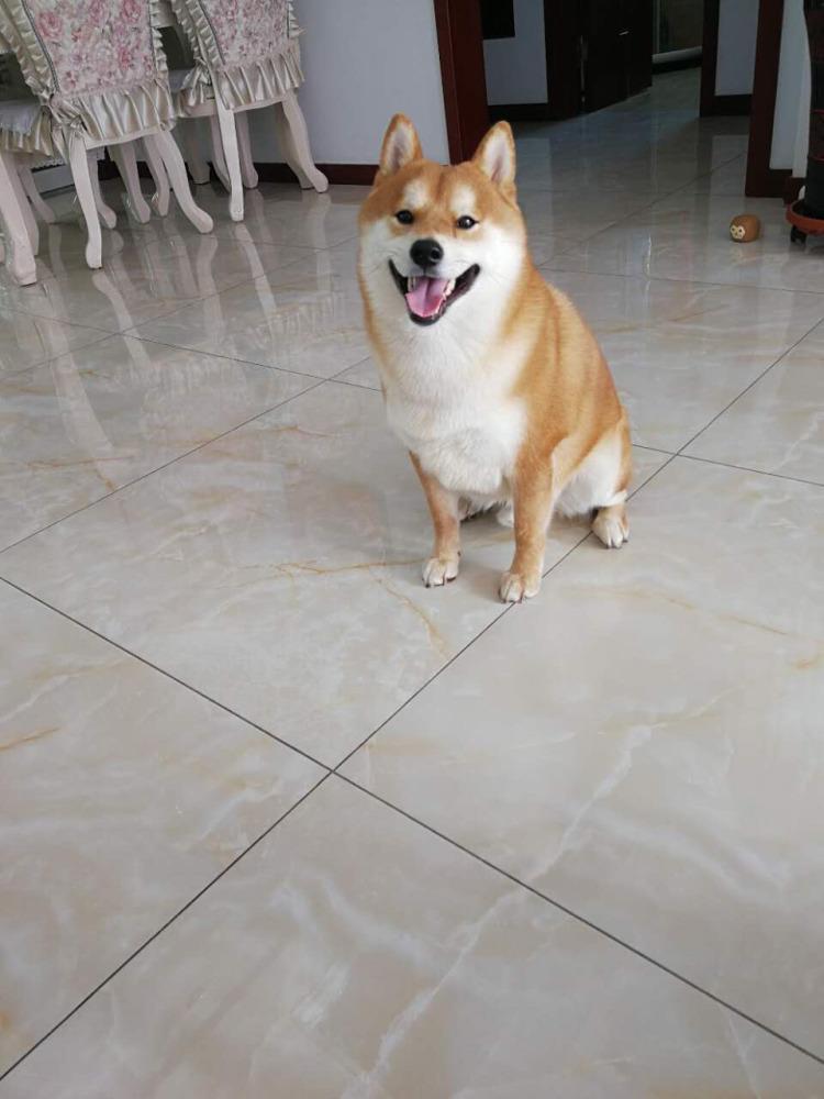 【宠物大学问】狗狗咳嗽怎么办