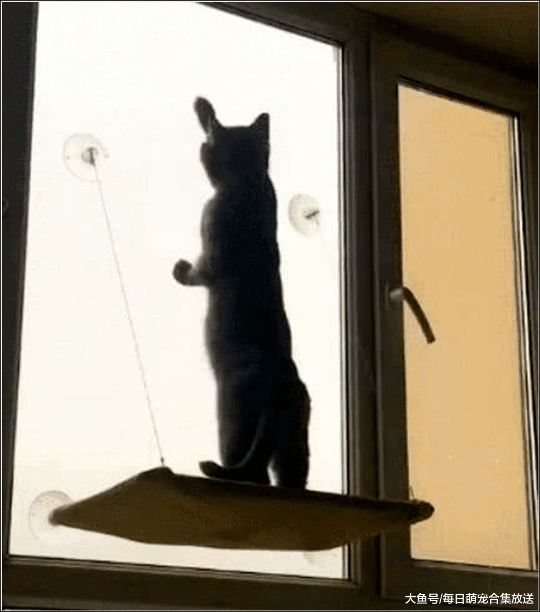 女主发现猫咪爬上窗口，以为它要跳楼，走近一看直接傻眼了