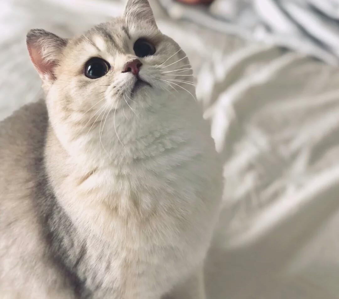 小猫咪刚刚到家，铲屎官浑身就开始不舒服，原因让人无法接受