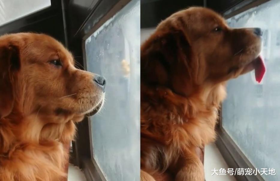 才刚洗好澡的阿金泪眼看心爱球球淋雨，开门笑脸冲出换妈无奈