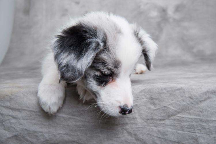 黑心宠物店大吃“狗血馒头”