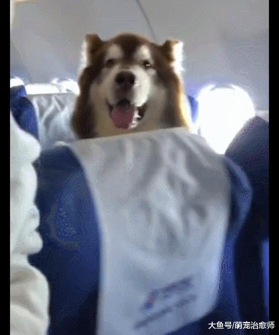 網友在坐飛機時，看到一只阿拉斯加坐在座位上！狗：我買票了哦！