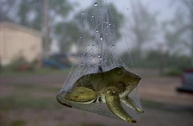 生物獵食, 圖3餓了連自己都吃, 更有蜈蚣活活把蛇吃掉