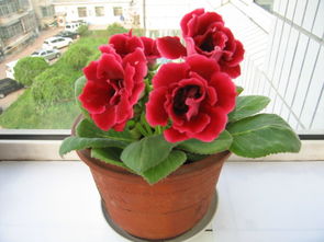 怎样繁殖大岩桐呢？这里知道方法快来看看吧