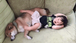 柴犬家添了一个小主人后，就像大哥一样无限宠溺！看完想养狗了