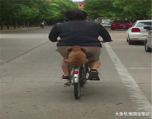 大街上偶遇一只泰迪，坐在大妈单车后座上，网友被它的稳重萌翻了