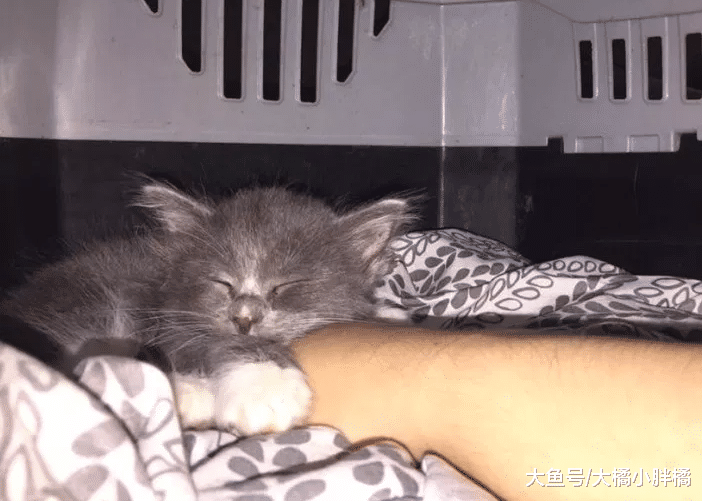 小猫害怕治疗，另一只猫主动上前安慰，从此结下彼此一生的缘分