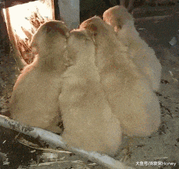 生活在農村的狗狗們如何取暖過冬，看了可不要太羨慕哦！