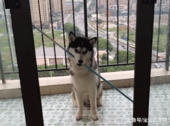 喊哈士奇吃饭，结果它含着木棍冲了进来，笑喷了！