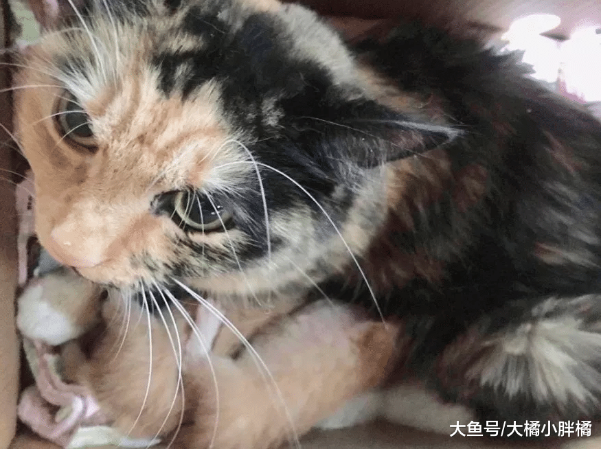 4只猫咪被困纸箱中，猫妈妈用身体为3只小猫遮雨，女孩的做法很赞