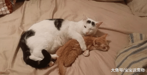 小猫咪一直缠着猫妈，猫妈一激动……