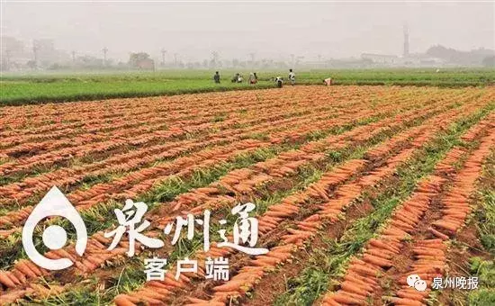 三农发展的“晋江经验”之路: 农业强了, 农村靓了, 农民富了