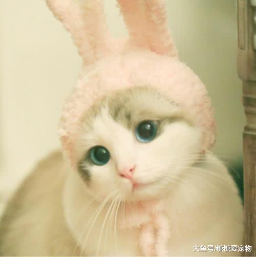 你家的猫咪听得懂自己的名字吗？没想到它们会这样！猫：我又不傻