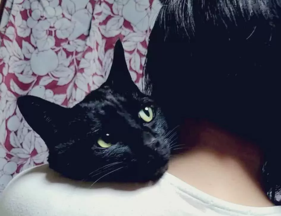 这只猫戏实在太多了，已经到了自作多情的地步…