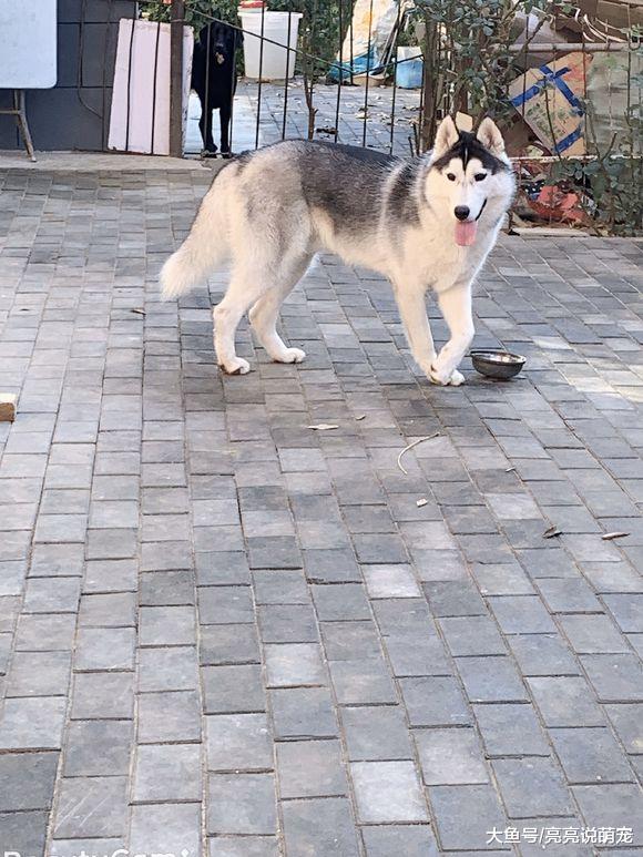 二哈正在院子里玩，主人开车过来，狗：有车了，庆祝一下！