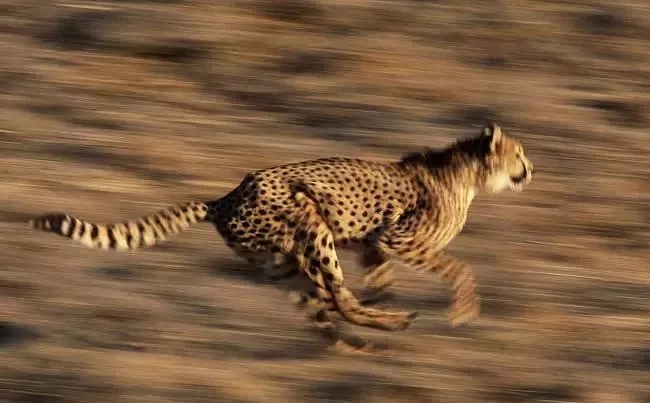 遇肯尼亚（三）难以描述的神奇