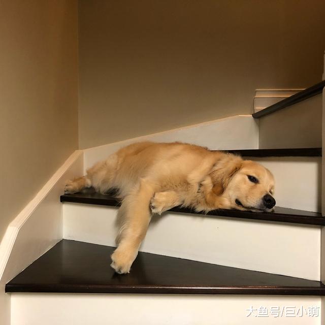 挑食到走红的金毛犬，唯爱蛋黄，对着蛋白气呼呼地龇牙咧嘴
