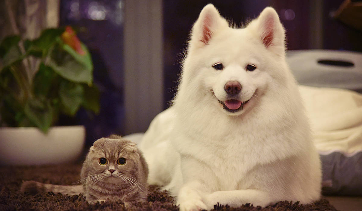 狗往食盆里撒尿是嫌弃食物不好吃？有可能它焦虑了