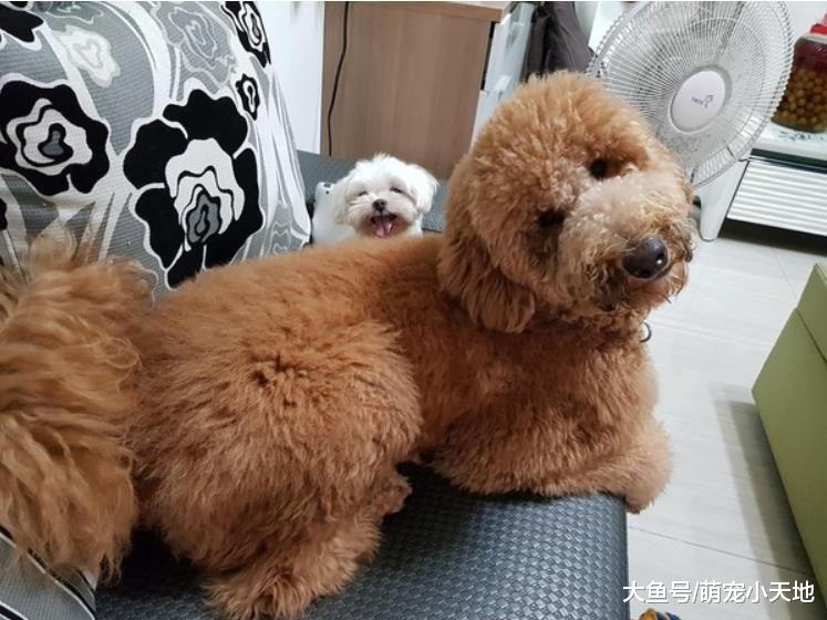 贵宾犬剪毛后变大嘴鸟？网友看对比照后笑炸：确定没抱错只
