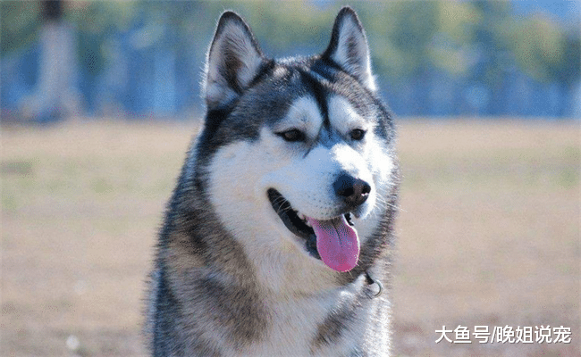 最容易生病的5种狗, 随便吃点东西就会生病, 宠主养它们要当心