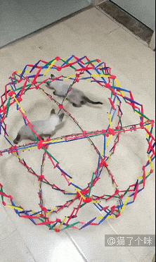 异瞳猫咪见过吗？