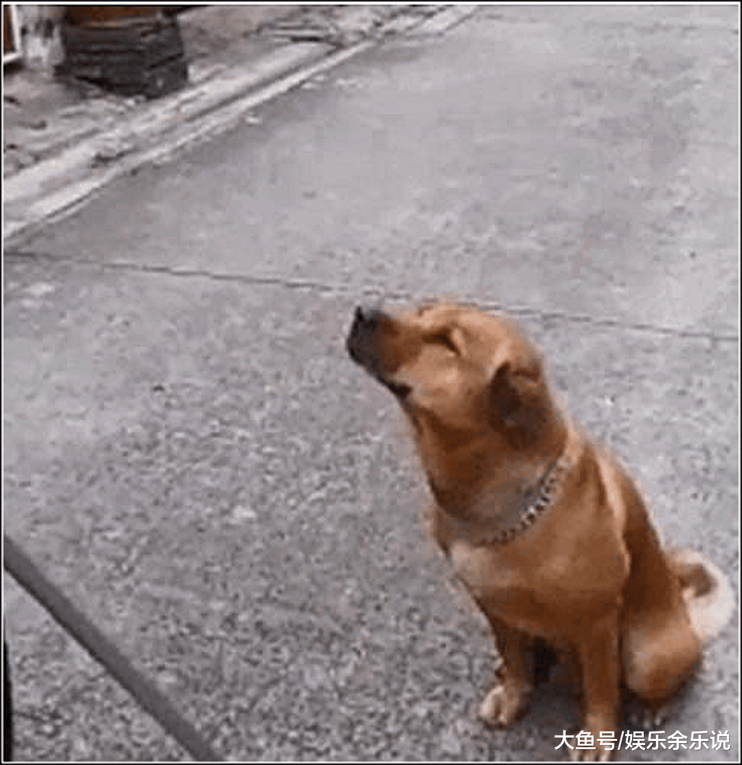 土狗拆家，男子拿着铁棍准备教训它，狗子的举动令人又爱又恨