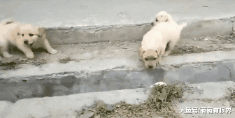 完犊子！一堆小奶狗排队过“鸿沟”，结果全部“阵亡”，画面萌出鼻血