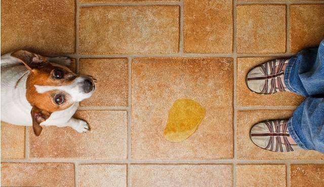 家里又腥又臭? 教你5招, 改善满屋的“尿骚味”, 简单有效!