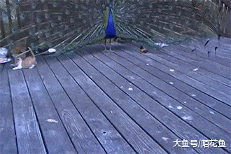 孔雀沦为逗猫棒，画风清奇好笑，引无数网友围观！