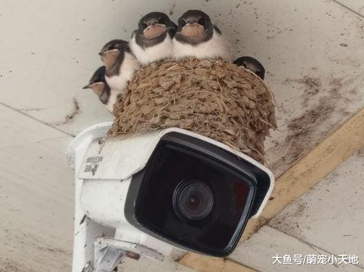 筑2年大变形，自家出现奇形燕子巢让他疑惑：怎么盖的跟山洞一样