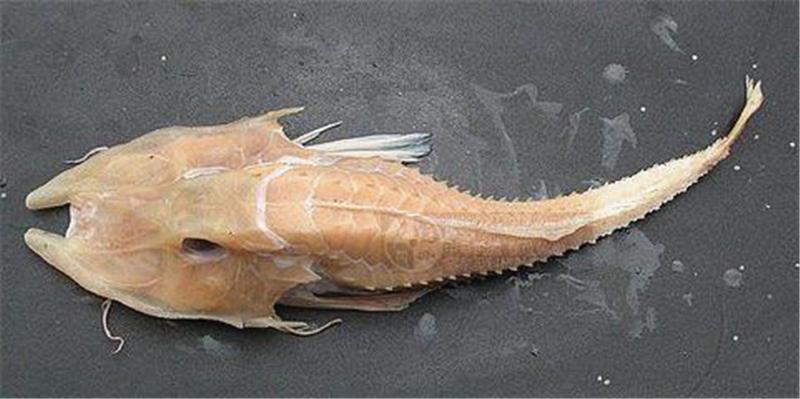 三种被打捞出来的奇怪生物，第一嘴巴巨大，第三重达120公斤