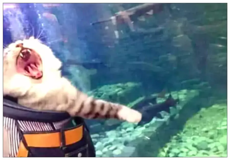女子带猫咪去海底世界，游来一只鲨鱼，它的举动令人笑喷！