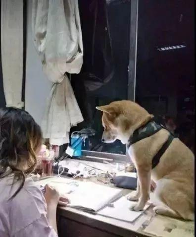 為什么狗子喜歡看你上廁所？