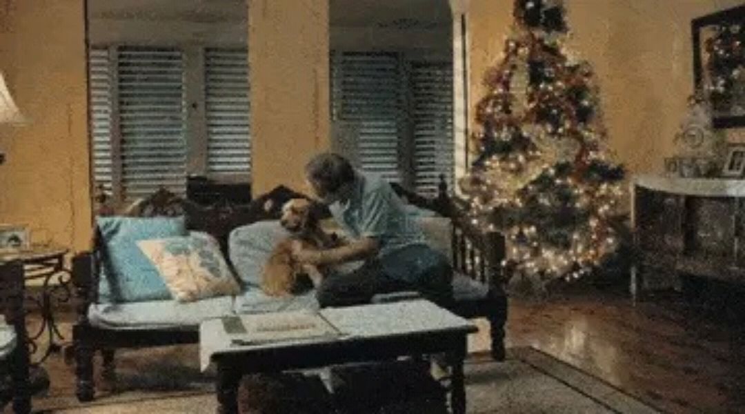 国外空巢收留流浪狗引发的深思