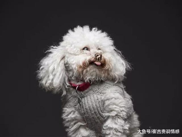 狗狗吃花生酱的时候，朝着主人吐舌头，网友：才刚吃完晚饭啊！