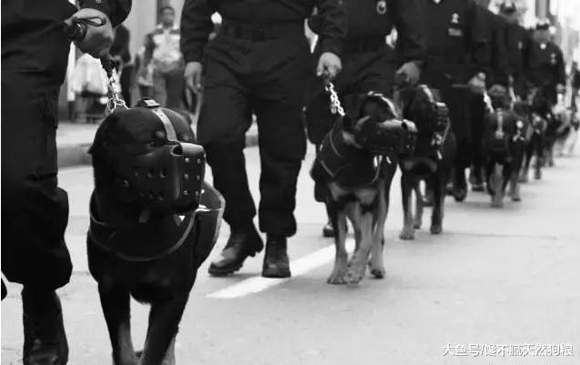 罗威纳犬“不可挑剔”的5大优点，养过的人都清楚