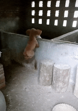 豬圈里傳來狗叫聲，男子看到眼前的畫面后笑翻，泰迪：我要進去玩