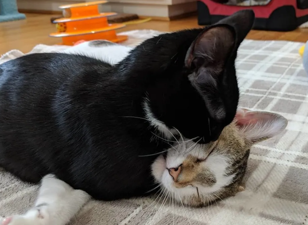 收养了一对猫咪夫妇，现在天天在家秀恩爱，这谁顶得住啊