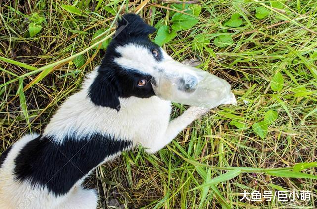 敏感的狗狗，舔一口加葱的汤都会死，更别说这6种食物了