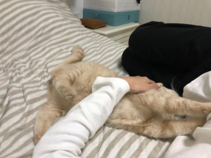 這只陪了我多年的黃貓，卻被弟弟弄沒了