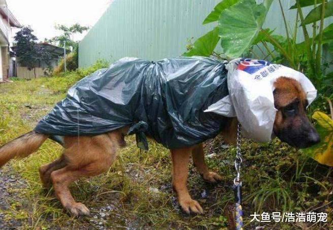 被狗攻击应该怎么办？这5个办法很好用，学会运用后，不需要害怕狗了