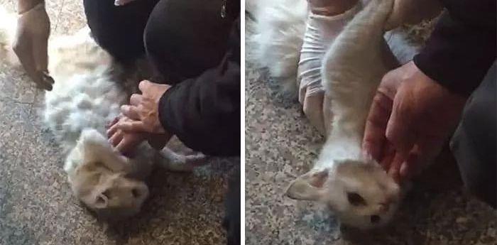 流浪猫卡进门缝休克，急诊医生马上冲过去，猫咪因祸得福……