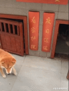 主人给三只狗狗盖个别墅，却因“装修”而走红，网友们纷纷点赞