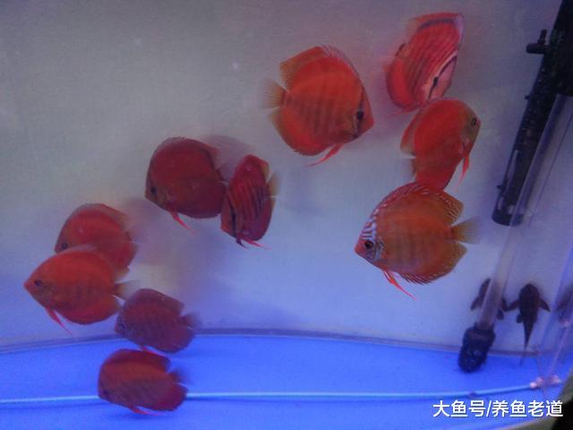 飼養觀賞魚長期的保健工作才是最關鍵的，其實做起來不難！