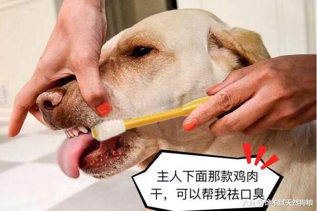 万万没想到, 一只爱你的狗狗, 会有这“5种举动”!