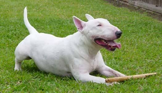 别自以为是了，狗狗对你微笑不一定是喜欢你，可能是想要攻击你