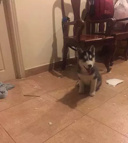 网友500买了只哈士奇，结果带回家后，老爸：心脏受不了...