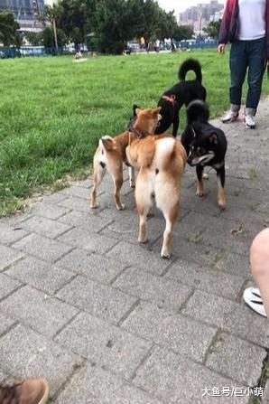 柴柴看见朋友十分兴奋，用屁股怼其他狗狗，却吓到别人家黑柴